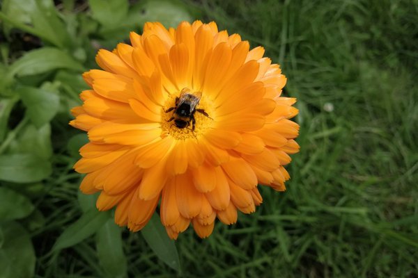 Hummel auf einer Ringelblume
